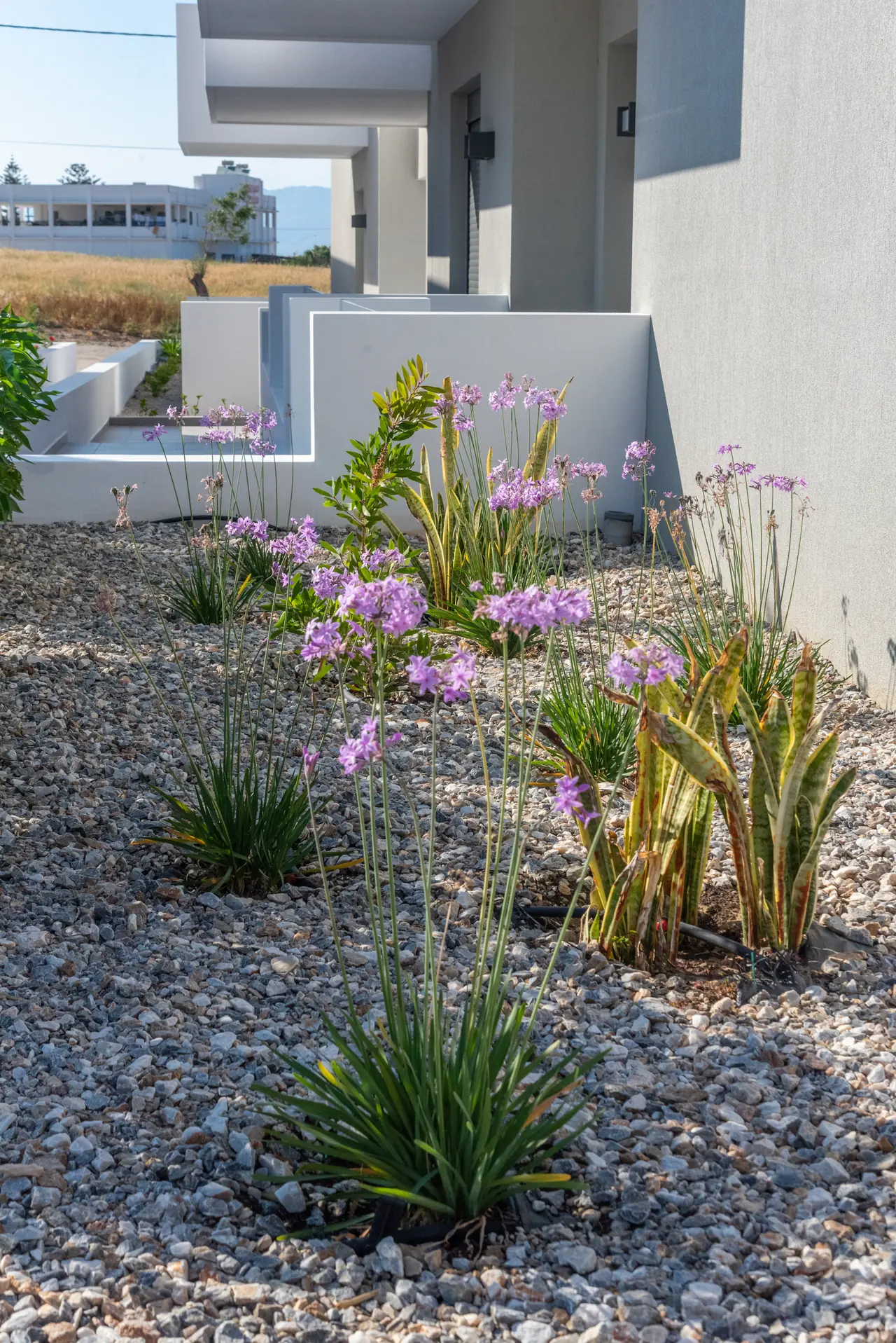 Flowering plants in the garden beside the building